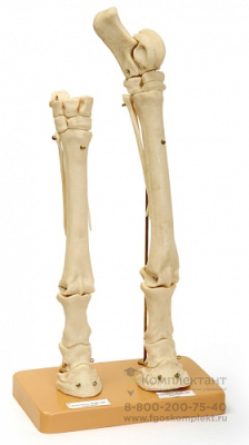 Х06 Скелет конечности лошади (передняя и задняя) на подставке фото 1
