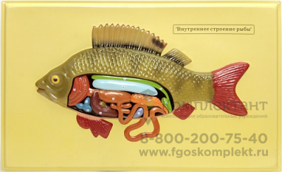 Барельефная модель "Внутреннее строение рыбы" Х09 К (1 планшет)