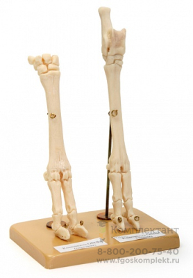Х05 Скелет конечности овцы (передняя и задняя) на подставке