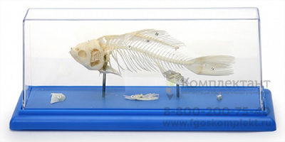 Скелет рыбы фото 1